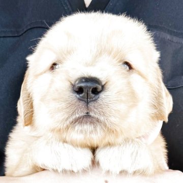 ゴールデンレトリバー【徳島県・女の子・2025年10月4日・ゴールデン】の写真「骨格最高❣️可愛いお顔のお姫様(ピンクちゃん)」