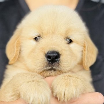 ゴールデンレトリバー【徳島県・女の子・2025年8月28日・ゴールデン】の写真「骨格最高❣️可愛いお顔のお姫様(レッドちゃん)」