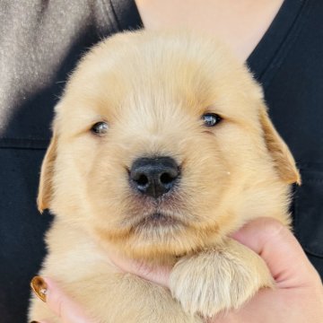 ゴールデンレトリバー【徳島県・女の子・2025年10月4日・ゴールデン】の写真「骨格最高❣️可愛いお顔のお姫様(レッドちゃん)」