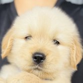 ゴールデンレトリバー