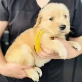 ゴールデンレトリバー【徳島県・女の子・2025年10月4日・ゴールデン】の写真4