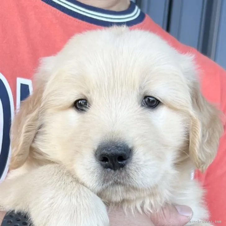 ID:2306-01340の子犬