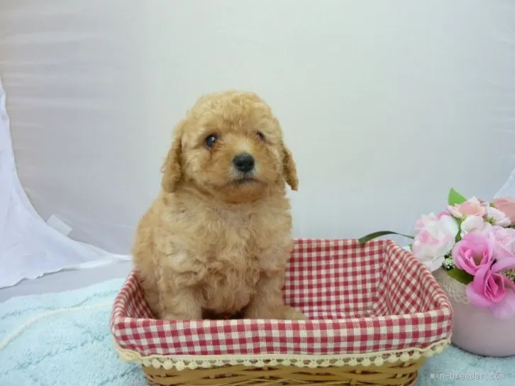 ID：1602-00033の子犬