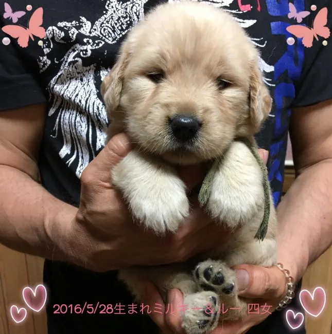 ID：1606-01521の子犬