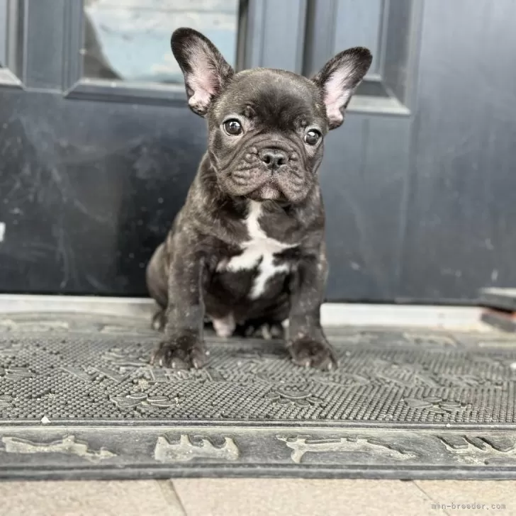 ID:2405-05185の子犬