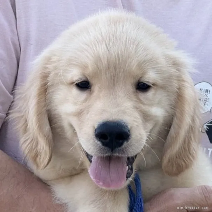 ID:2309-01312の子犬