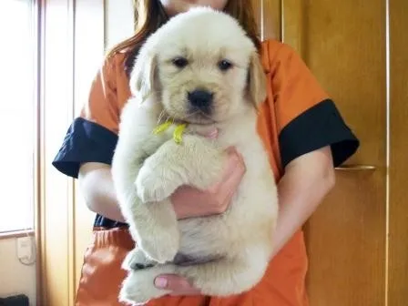 ID：1405-00996の子犬