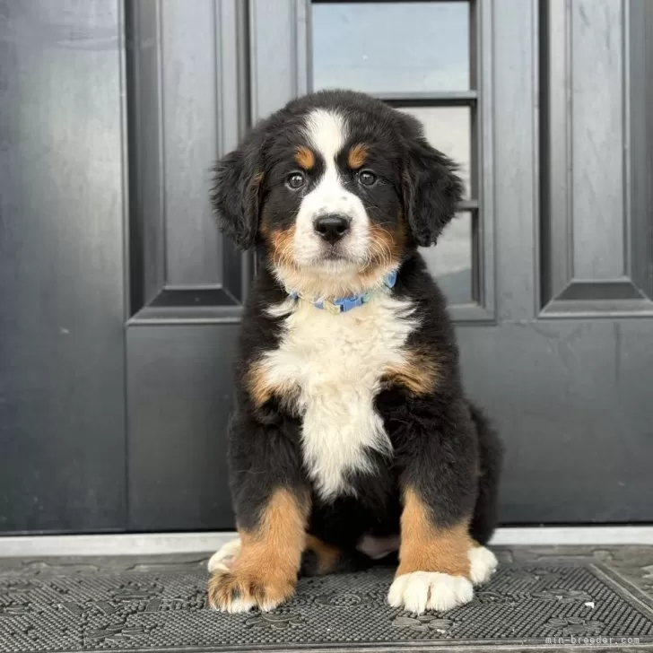 ID:2404-02405の子犬
