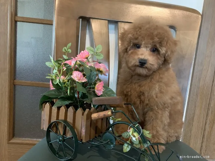 ID：1908-03302の子犬