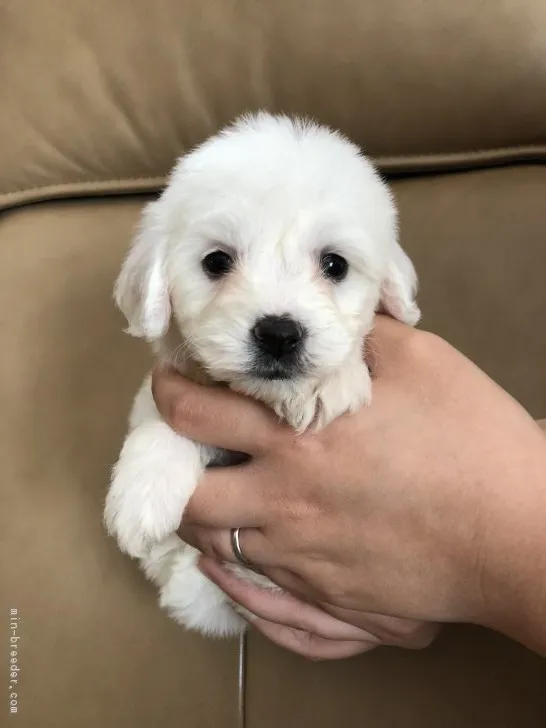 ID：1803-00145の子犬