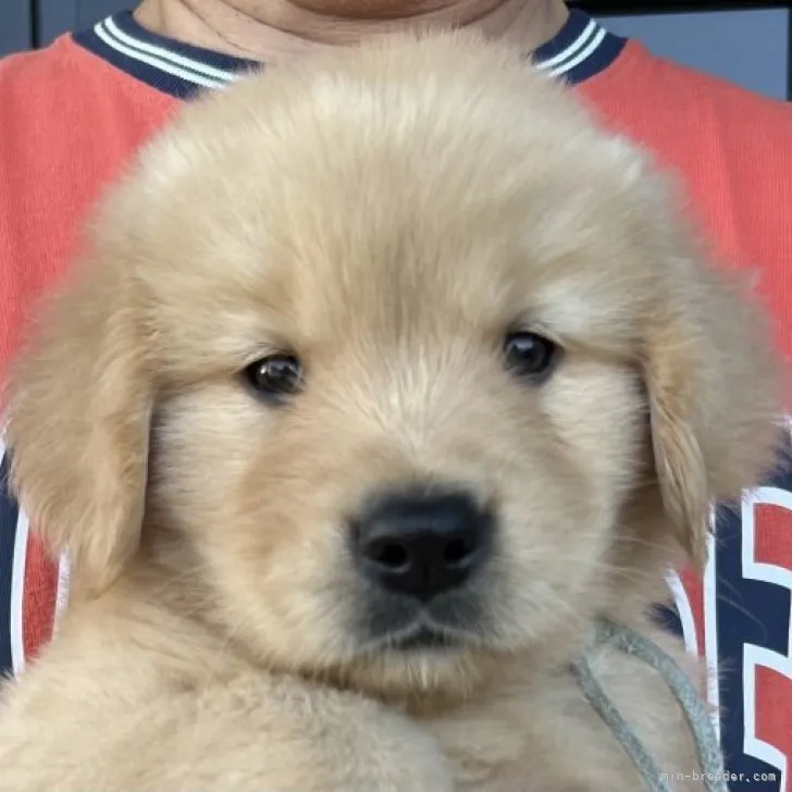 ID：2306-01784の子犬