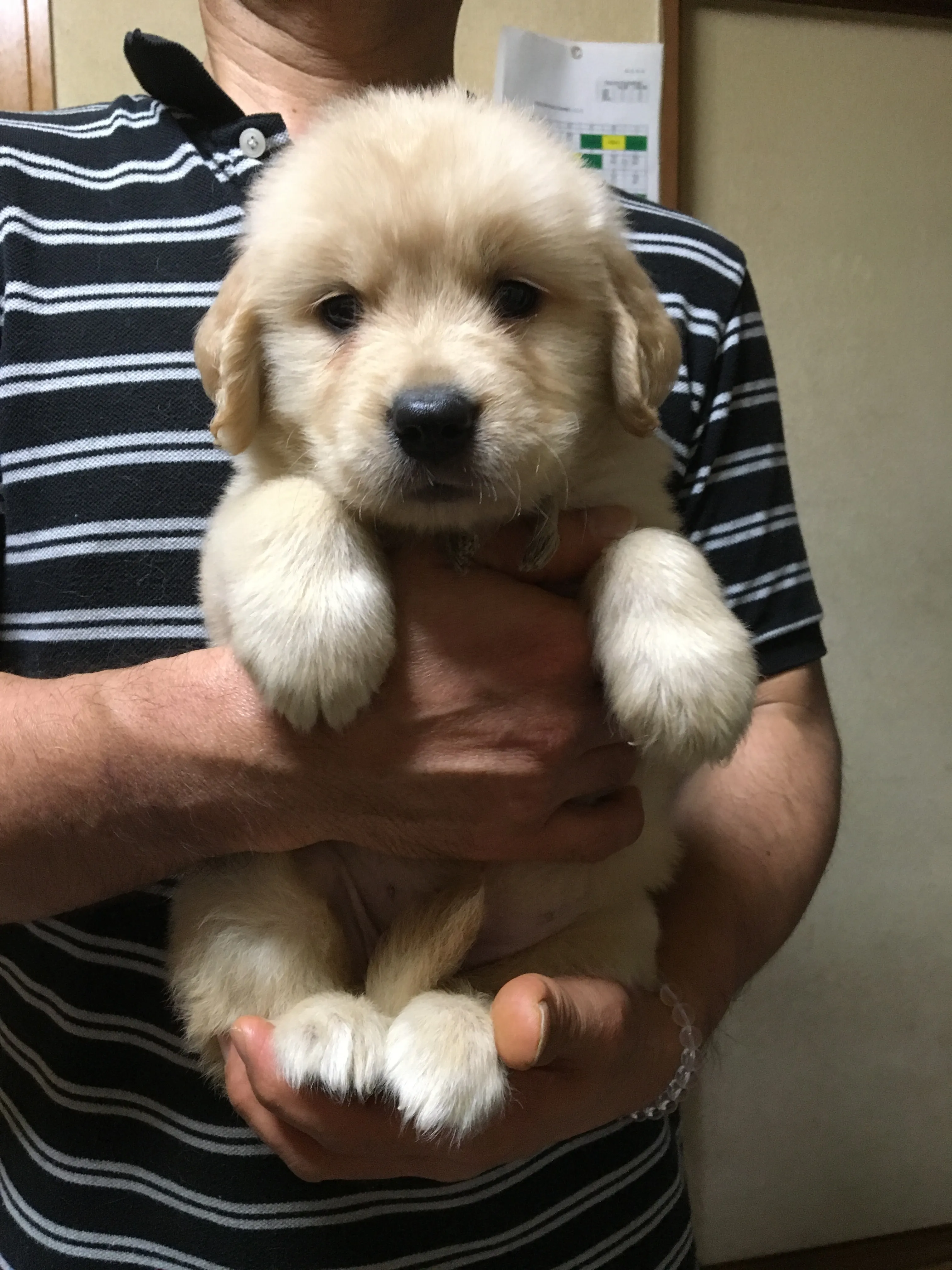 ID：1606-01658の子犬
