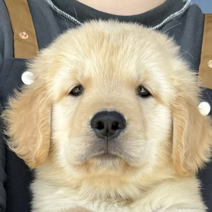 ID：2406-02469の子犬