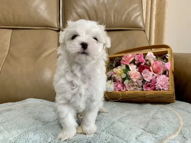 ID:2006-01147の子犬