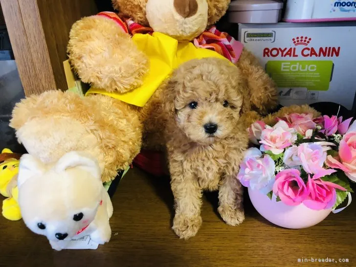 ID：1809-01815の子犬