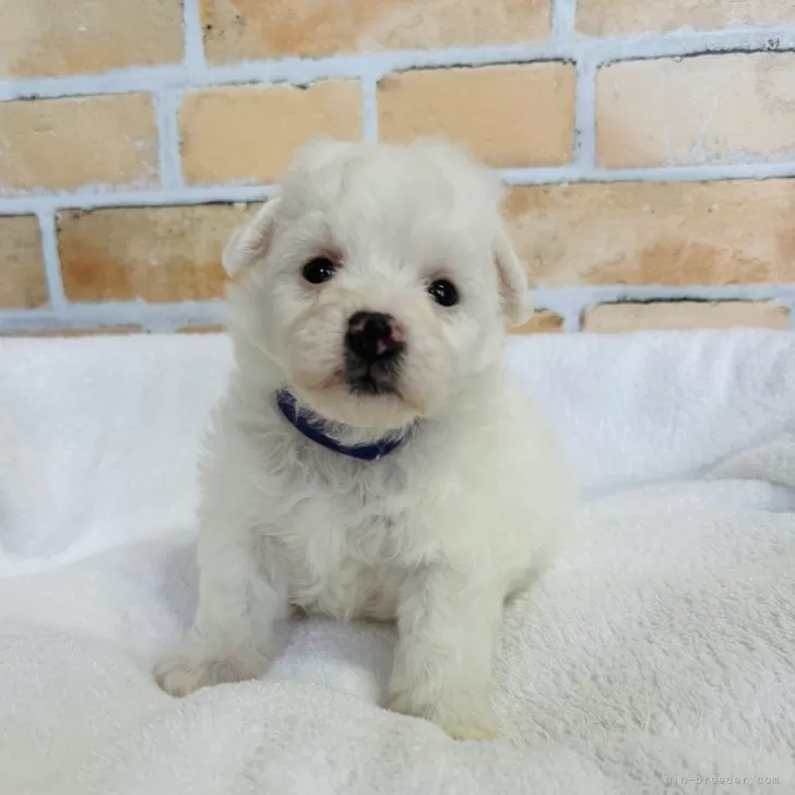 ID:2410-03910の子犬