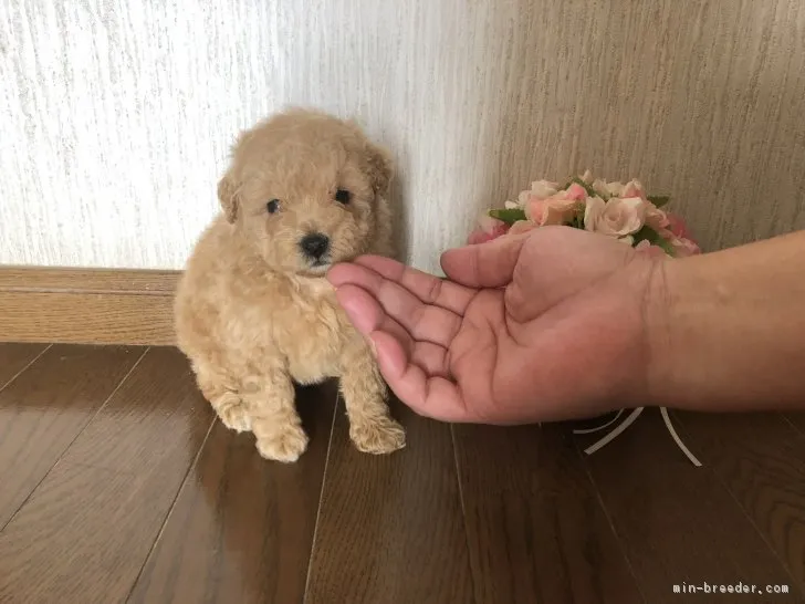 ID:1809-01816の子犬