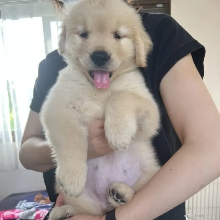 ID:2309-05432の子犬