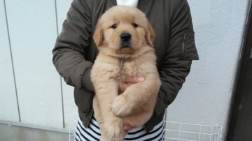 ゴールデンレトリバー【徳島県・女の子・2016年12月27日・ゴールド】の写真「骨格最高！かなり大きなガッチリした女の子(三女)」