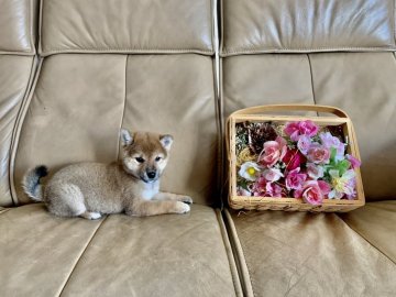 柴犬(標準サイズ)【徳島県・女の子・2020年8月1日・赤】の写真「明るい性格で可愛い❤️赤柴ちゃん」