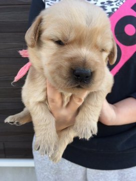 ゴールデンレトリバー【徳島県・女の子・2017年11月3日・ゴールド】の写真「骨格最高！アメリカ系大きなガッチリした次女ちゃん」