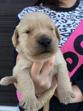 ゴールデンレトリバー【徳島県・女の子・2017年11月3日・ゴールド】の写真「骨格最高！アメリカ系大きなガッチリした長女ちゃん」