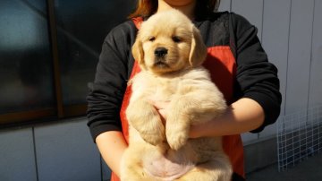 ゴールデンレトリバー【徳島県・女の子・2017年1月7日・ゴールド】の写真「骨格最高！かなり大きなガッチリした女の子(長女)」