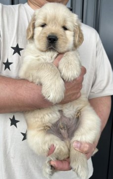 ゴールデンレトリバー【徳島県・男の子・2022年3月3日・ゴールド】の写真「骨格最高❣️BIG な男の子⑤番君」