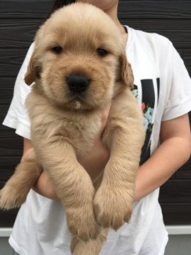 ゴールデンレトリバー【徳島県・男の子・2017年9月22日・ゴールド】の写真「骨格最高！アメリカ系大きなガッチリした僕」