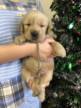 ゴールデンレトリバー【徳島県・男の子・2017年11月3日・ゴールド】の写真「骨格最高！アメリカ系大きなガッチリした三男君」