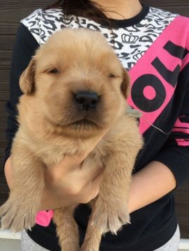 ゴールデンレトリバー【徳島県・男の子・2017年11月3日・ゴールド】の写真「骨格最高！アメリカ系大きなガッチリした四男君」