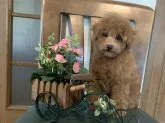 トイプードル(トイ)【徳島県・男の子・2019年7月3日・レッド】の写真1「9/25撮影」