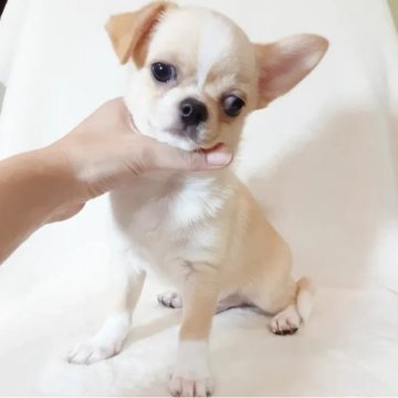 チワワ(スムース)【千葉県・男の子・2025年7月22日・クリーム&ホワイト】の写真「動画new⭐穏やか健康的、端正な顔の美男子くん❤️」