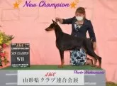 ドーベルマン【茨城県・女の子・2025年4月30日・チョコレートタン】の写真13