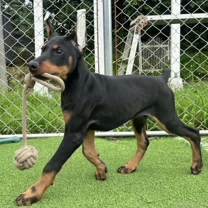 ID:2506-03984の子犬