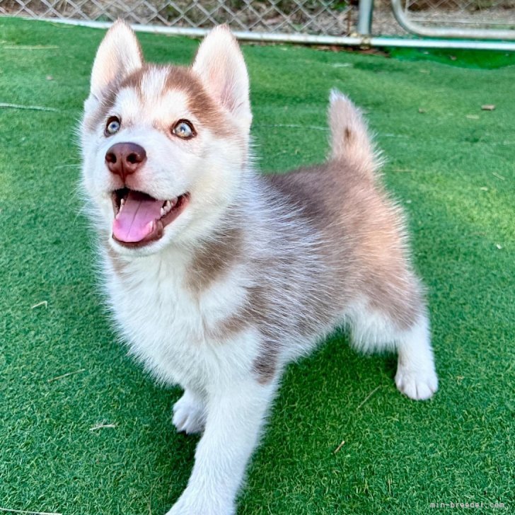 ブリーダー画像