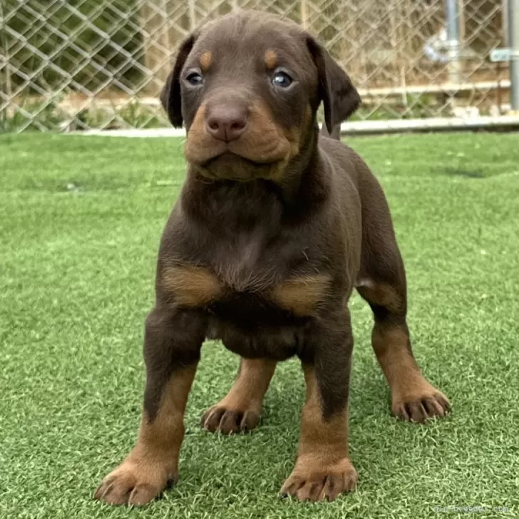 ID：2505-01598の子犬