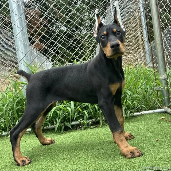 ID:2506-07513の子犬