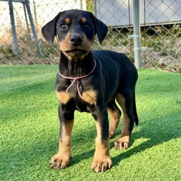 ドーベルマン【茨城県・女の子・2025年11月1日・ブラック&タン】の写真「骨太で健康的な女の子です。」