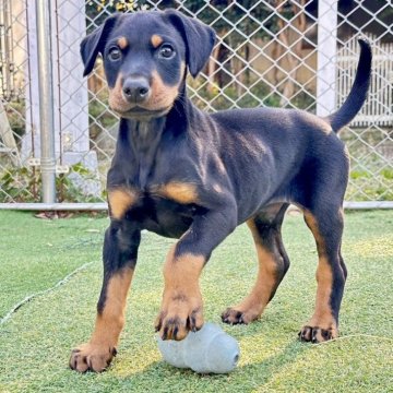 ドーベルマン【茨城県・男の子・2025年10月15日・ブラックタン】の写真「チャンピオン直子の綺麗な子犬です。」