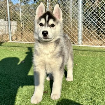 シベリアンハスキー【茨城県・男の子・2025年9月15日・ブラックホワイト】の写真「マーキングの綺麗なイケメンくんです。」