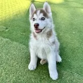 シベリアンハスキー