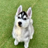 シベリアンハスキー