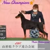 ドーベルマン【茨城県・男の子・2025年4月7日・ブラックタン】の写真4「祖母JKCチャンピオン」