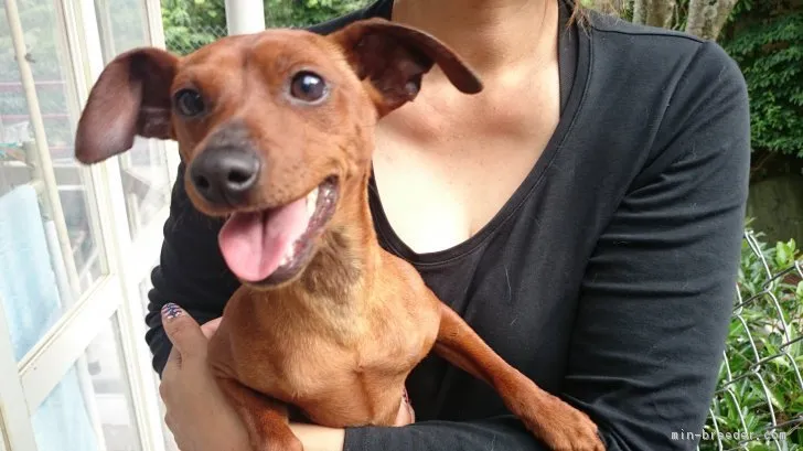 ID:1711-01754の子犬