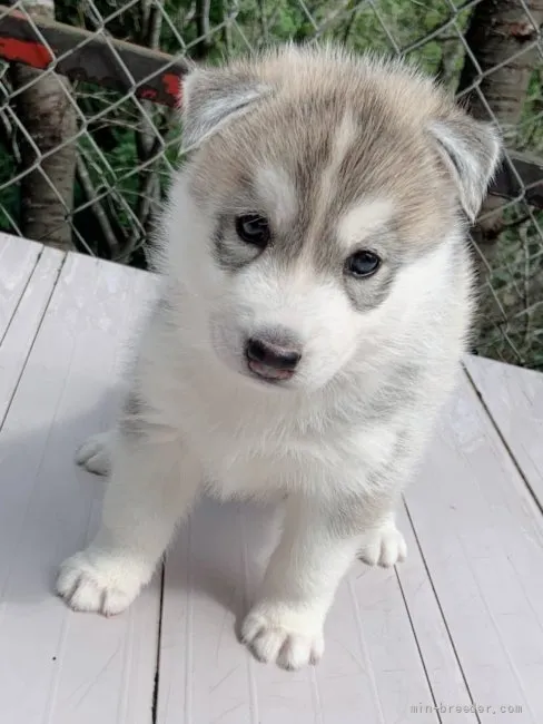 ID：2109-00713の子犬