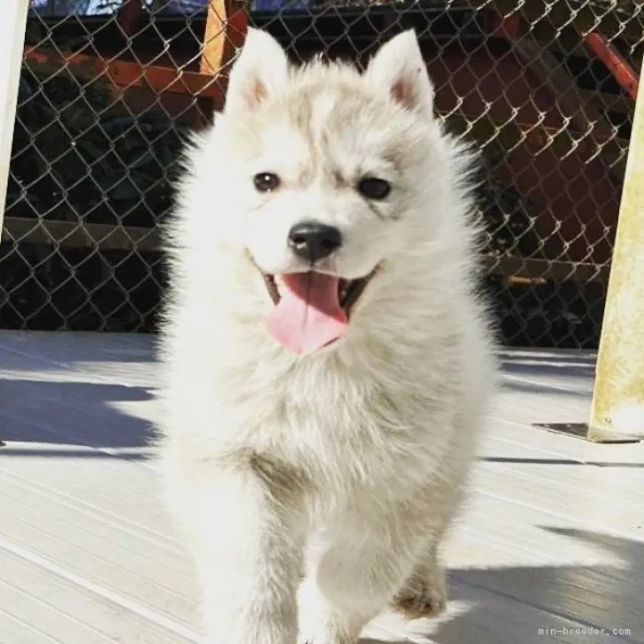 ID:2301-02447の子犬