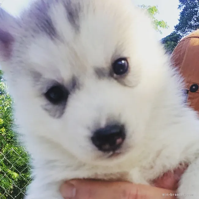 ID:2104-03365の子犬