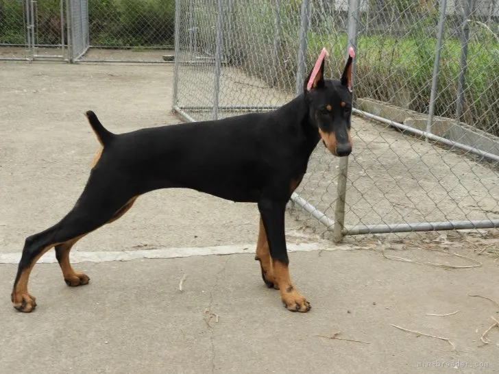 ID：1705-01939の子犬