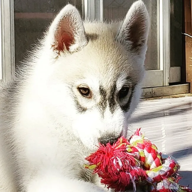 ID：1904-00338の子犬